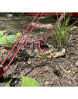 MSR  Cyclone Tent Stakes (4 Stakes)